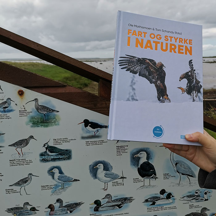 Mathismoen, Ole og Schandy, Tom (2022) «Fart og styrke i naturen», Vigmostad og Bjørke og Grandefjæra naturreservat Ørland kommune, Trøndelag https://heidisboble.no/ @heidisboble