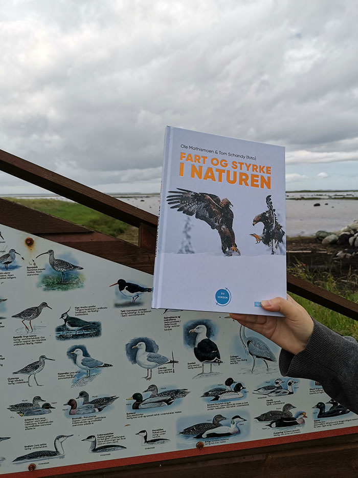 Mathismoen, Ole og Schandy, Tom (2022) «Fart og styrke i naturen», Vigmostad og Bjørke og Grandefjæra naturreservat Ørland kommune, Trøndelag https://heidisboble.no/ @heidisboble