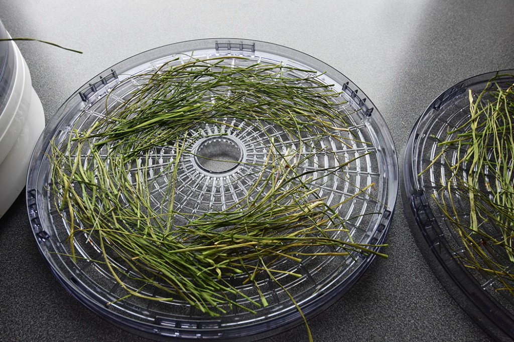 Tørket Gressløk https://heidisboble.no/ @heidisboble