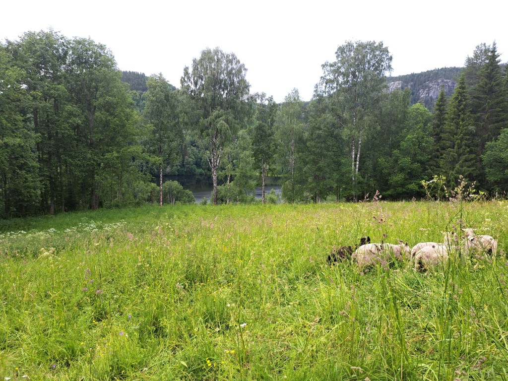 Linden gamka kyrka Lidenvägen 108 , 85599 Linden @Heidisiboble www.heidisboble.no bilde tatt 20240623