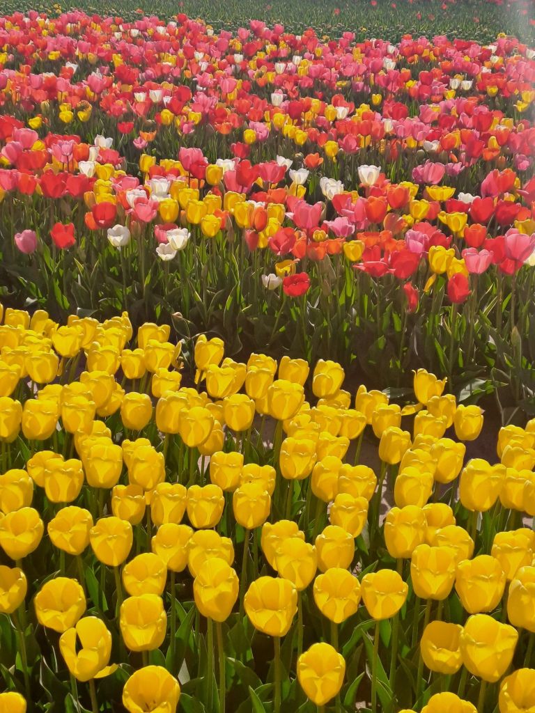 The tulip barn,
Nederland Blomenfestival 9-12 april 2025 bilde tatt 202050412 Hillegom Nederland @heidisboble heidisboble.no