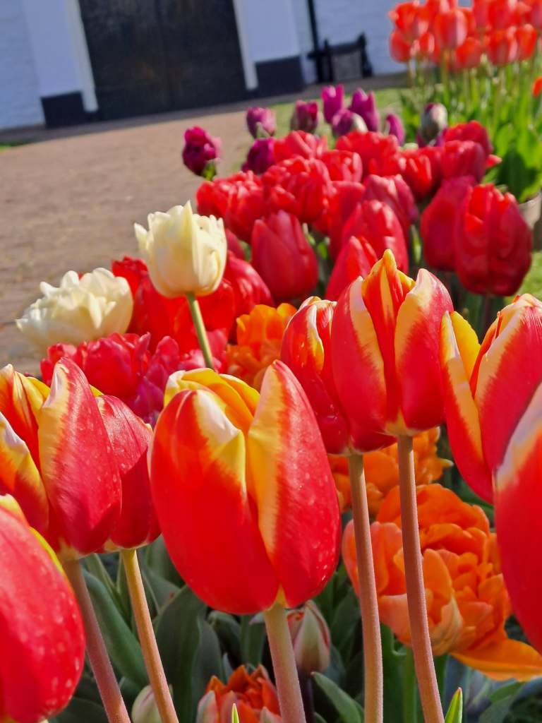 Noordwijkwehout, Nederland
Blomenfestival 9-12 april 2025
bilde tatt 202050411
@heidisboble
heidisboble.no