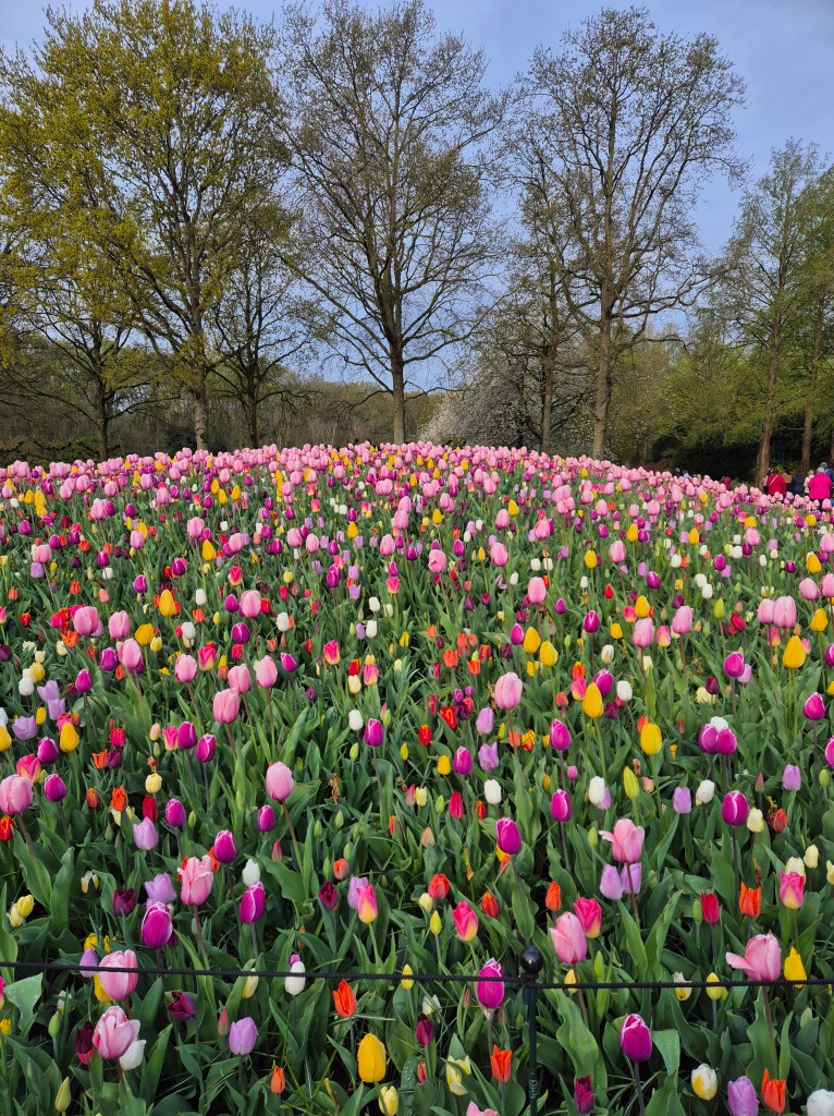 KEUKENHOF BLOMSTERPARK Keukenhof, Stationsweg 166A, 2161 AM Lisse, Nederland bilde tatt 202050413 @heidisboble heidisboble.no