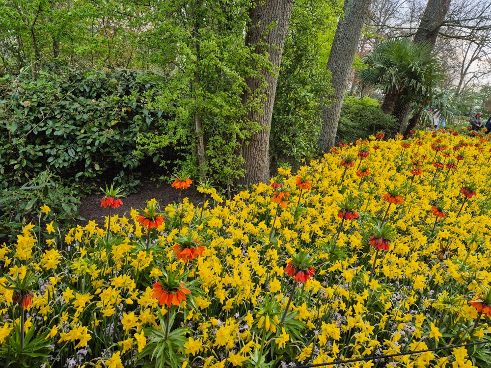 KEUKENHOF BLOMSTERPARK Keukenhof, Stationsweg 166A, 2161 AM Lisse, Nederland bilde tatt 202050413 @heidisboble heidisboble.no