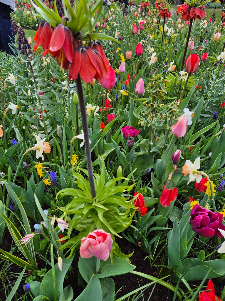 KEUKENHOF BLOMSTERPARK Keukenhof, Stationsweg 166A, 2161 AM Lisse, Nederland bilde tatt 202050413 @heidisboble heidisboble.no