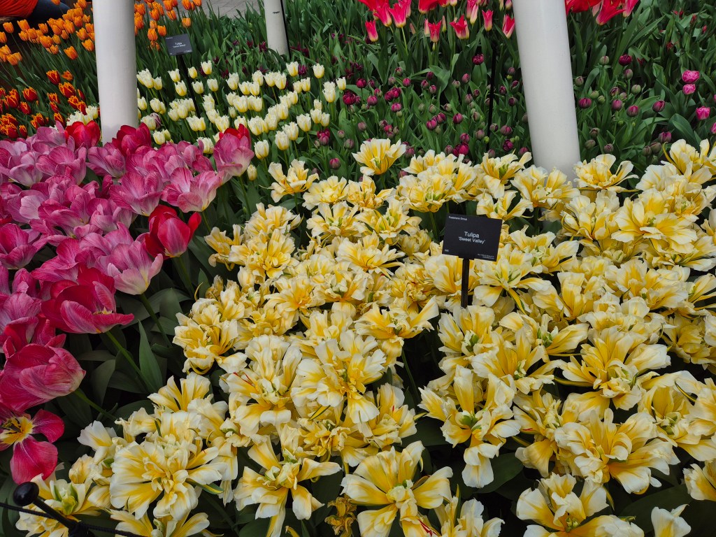 KEUKENHOF BLOMSTERPARK Keukenhof, Stationsweg 166A, 2161 AM Lisse, Nederland bilde tatt 202050413 @heidisboble heidisboble.no