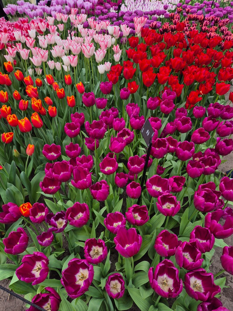 KEUKENHOF BLOMSTERPARK Keukenhof, Stationsweg 166A, 2161 AM Lisse, Nederland bilde tatt 202050413 @heidisboble heidisboble.no