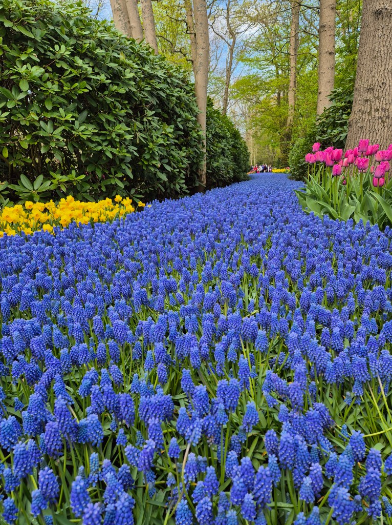 KEUKENHOF BLOMSTERPARK Keukenhof, Stationsweg 166A, 2161 AM Lisse, Nederland bilde tatt 202050413 @heidisboble heidisboble.no
