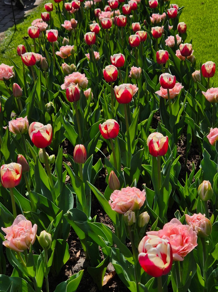 KEUKENHOF BLOMSTERPARK Keukenhof, Stationsweg 166A, 2161 AM Lisse, Nederland bilde tatt 202050413 @heidisboble heidisboble.no