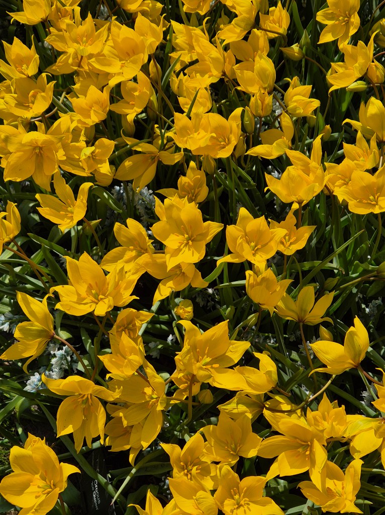 KEUKENHOF BLOMSTERPARK Keukenhof, Stationsweg 166A, 2161 AM Lisse, Nederland bilde tatt 202050413 @heidisboble heidisboble.no