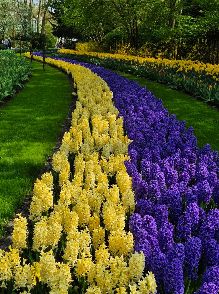 KEUKENHOF BLOMSTERPARK Keukenhof, Stationsweg 166A, 2161 AM Lisse, Nederland bilde tatt 202050413 @heidisboble heidisboble.no