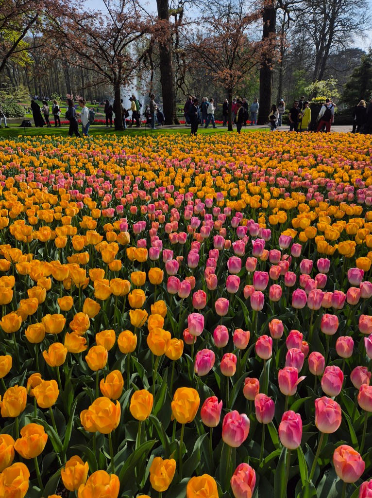 KEUKENHOF BLOMSTERPARK Keukenhof, Stationsweg 166A, 2161 AM Lisse, Nederland bilde tatt 202050413 @heidisboble heidisboble.no
