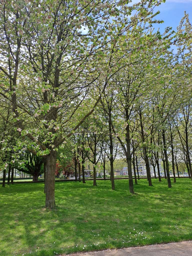 Sint-Anna Tunnelen, Antwerpen

Bilde tatt 20250418
@heidisboble heidisboble.no