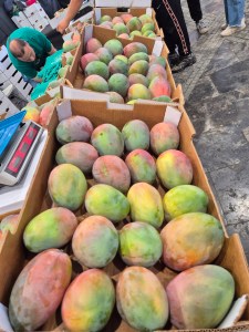 Mango- og avokadofestilval
Arguineguín 14 desember 2025
Bildet tatt 20251214
av
@heidisboble
www.heidisboble.no